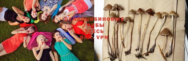 индика Богданович